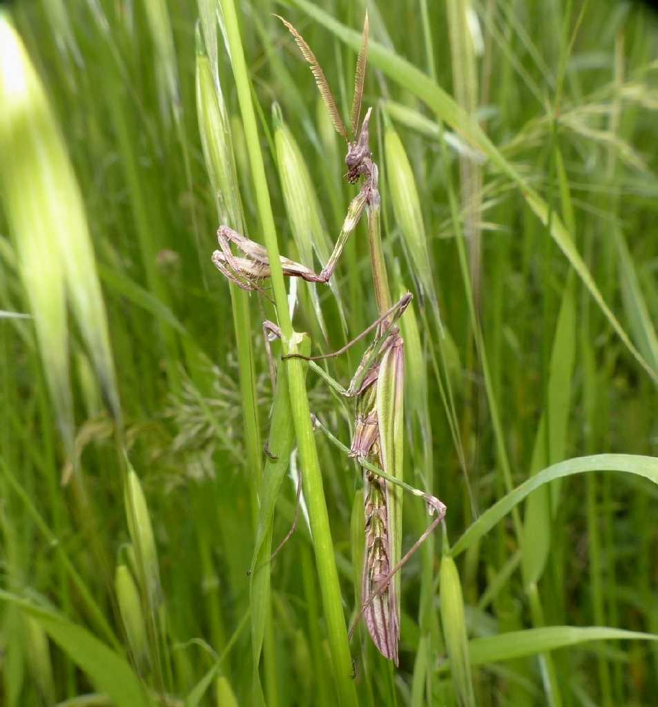 Maschio di Empusa pennata